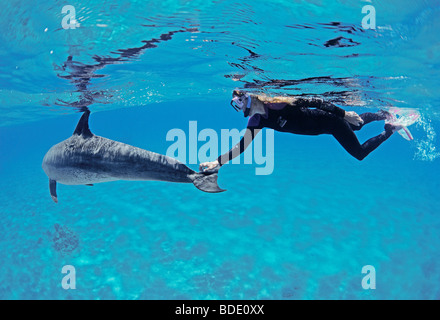 Schnorchler mit Tümmler (Tursiops Truncatus), Nuweiba, Ägypten - Rotes Meer schwimmen. Stockfoto