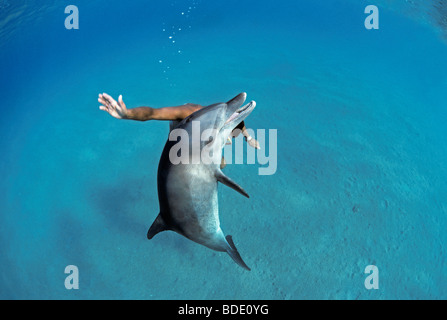 Schnorchler Interaktion mit wilden Tümmler (Tursiops Truncatus), Nuweiba, Ägypten - Rotes Meer. Stockfoto