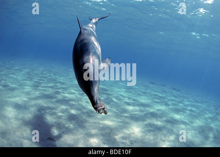 Der Große Tümmler (Tursiops Truncatus) spielen mit Reef Octopus (Cyanea sp.). Stockfoto