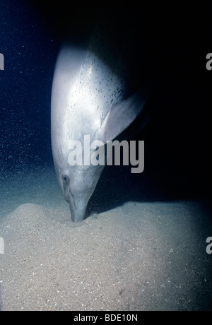 Der Große Tümmler (Tursiops Truncatus) Fütterung im sandigen Boden. Stockfoto