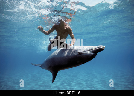 Schnorchler Interaktion mit wilden Tümmler (Tursiops Truncatus) Nuweiba, Ägypten - Rotes Meer. Stockfoto