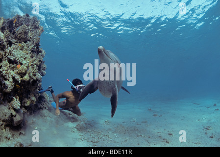 Schnorchler Interaktion mit wilden Tümmler (Tursiops Truncatus) Nuweiba, Ägypten - Rotes Meer. Stockfoto