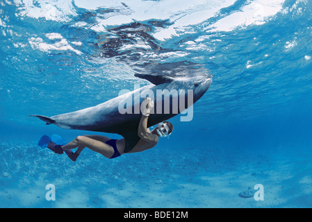 Schnorchler Interaktion mit wilden Tümmler (Tursiops Truncatus) Nuweiba, Ägypten - Rotes Meer. Stockfoto