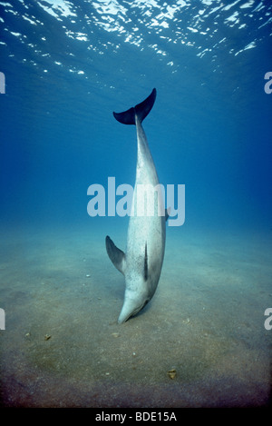 Der Große Tümmler (Tursiops Truncatus) Fütterung im sandigen Boden. Stockfoto