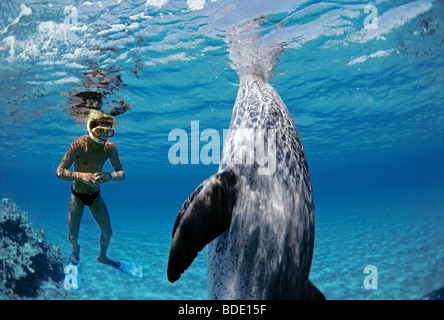 Schnorchler Interaktion mit wilden Tümmler (Tursiops Truncatus) Nuweiba, Ägypten - Rotes Meer. Stockfoto