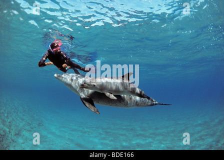 Schnorchler Interaktion mit wilden Tümmler (Tursiops Truncatus) Nuweiba, Ägypten - Rotes Meer. Stockfoto