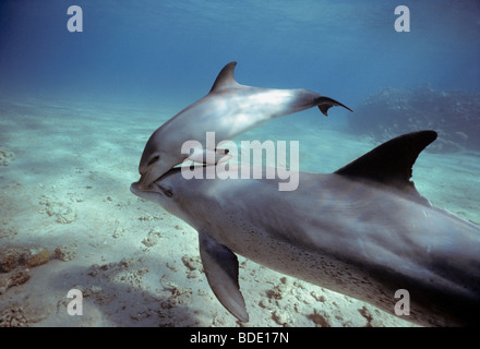 Wilde Tümmler (Tursiops Truncatus): Mutter und Kalb Schwimmen im Surf zone, Nuweiba, Ägypten - Rotes Meer. Stockfoto