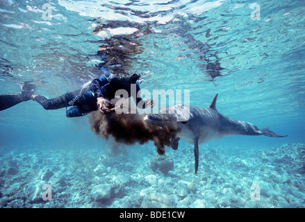 Reef Octopus Farbwerk Schnorchler und wilde Tümmler (Tursiops Truncatus), Nuweiba, Ägypten - Rotes Meer. Stockfoto