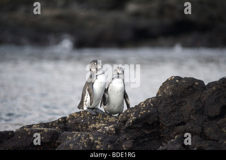 Paar von Galapagos Pinguine auf Felsen der Küste, Galapagos-Inseln, Ecuador, Südamerika. Stockfoto