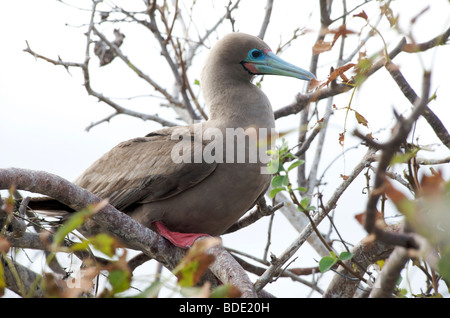 Red Footed Booby Altvogel im Nest im Baum, Genovesa Island, Galapagos-Inseln, Ecuador, Südamerika. Stockfoto