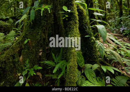 Moos, Flechten und Farne wachsen am Stamm eines Baumes im primären Nebelwald von Tenorio Vulkan-Nationalpark, Costa Rica. Stockfoto