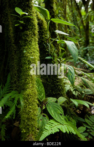 Moos, Flechten und Farne wachsen am Stamm eines Baumes im primären Nebelwald im Vulkan-Nationalpark Tenorio, Costa Rica. Stockfoto