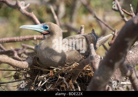 Red Footed Booby Altvogel im Nest im Baum, Genovesa Island, Galapagos-Inseln, Ecuador, Südamerika. Stockfoto