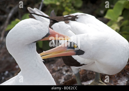 Paar von Nazca Booby Vögel Prening gegenseitig auf Boden, Genovesa Island, Galapagos-Inseln, Ecuador, Südamerika Stockfoto