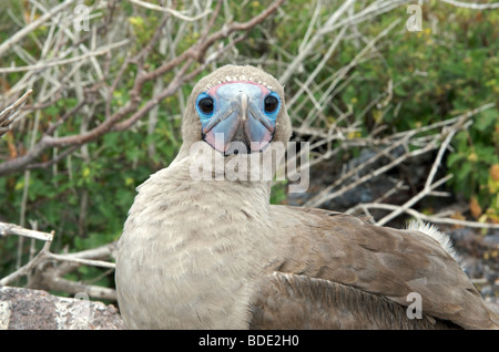 Red Footed Booby Altvogel betrachten Sie vom Nest, Genovesa Island, Galapagos-Inseln, Ecuador, Südamerika. Stockfoto