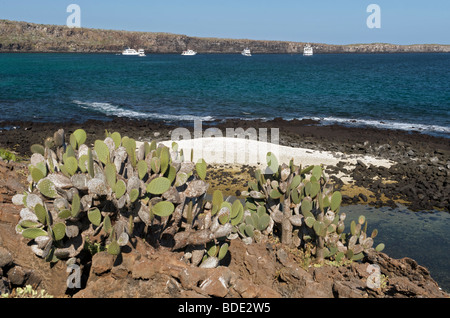 Feigenkakteen auf der Küste von Seymour Insel zeigen Boote vertäut in der Ferne Galapagos-Inseln, Ecuador, Südamerika Stockfoto