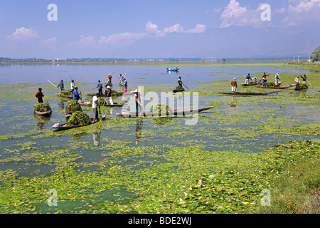 Menschen mit Shikaras (traditionelle Boote) Reinigung Dal-See. Srinagar. Kaschmir. Indien Stockfoto