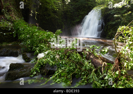 Baum gefallenen als Ergebnis der Bodenerosion und schwere Regenfälle in den Fluss bei Gleno oder Glenoe Wasserfall Schönheitsstelle Stockfoto