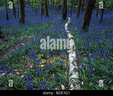 Glockenblumen, Southweald Park, Essex, UK Stockfoto