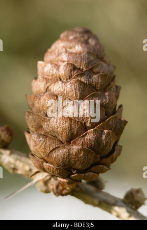 Europäische Lärche Kegel (Larix Decidua) Nahaufnahme Stockfoto