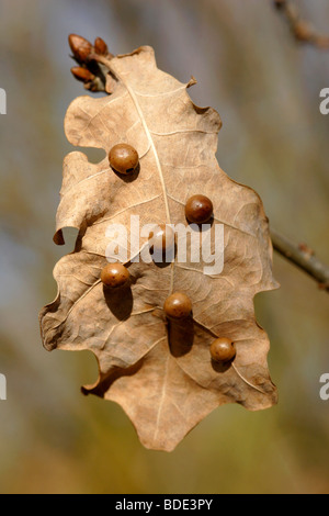 Kleine rote Erbse Gallen an Eichenblatt - verursacht durch Cynips Divisa - England, UK Stockfoto