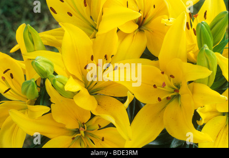 Lilium "Lemon Pixie" gelbe Blume Blumen Garten Pflanze Pflanzen Lilie Lilien Stockfoto