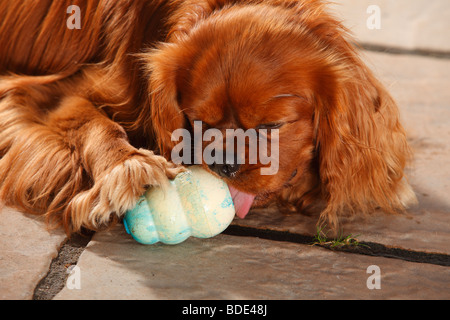 Cavalier King Charles Spaniel, Rubin, Gummi kauen Spielzeug Stockfoto