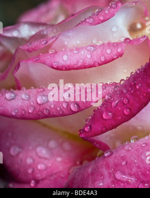 Nahaufnahme der Regen fällt auf Rose Blumenblätter (Rosa) Stockfoto