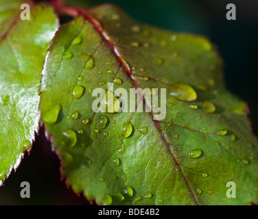 Regentropfen auf Rose Leaf (Rosa) Stockfoto