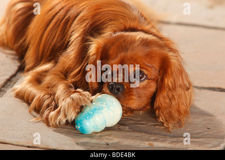 Cavalier King Charles Spaniel, Rubin, Gummi kauen Spielzeug Stockfoto