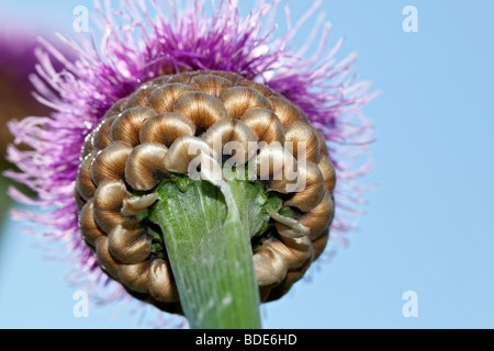 Baumwolle Distel, Ulltistel (Onopordum acanthium) Stockfoto