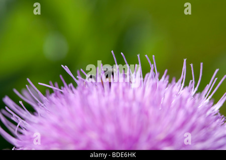 Baumwolle Distel, Ulltistel (Onopordum acanthium) Stockfoto