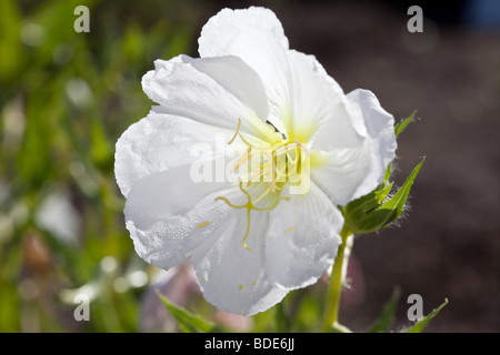 "Unschuld" blass Nachtkerze, Nattljus (epilobium Githago) Stockfoto