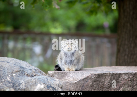 Pallas Cat's, Pallaskatt (Otocolobus manul) Stockfoto