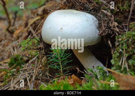 Holz Pilz Agaricus silvicola Stockfoto