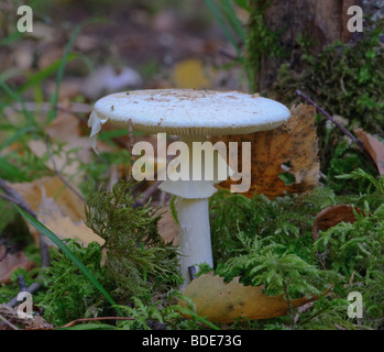 falscher Tod Cap Amanita citrina Stockfoto