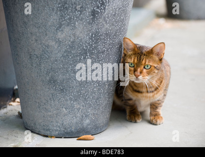 Hauskatze Jagd hinter einem großen Blumentopf. Stockfoto