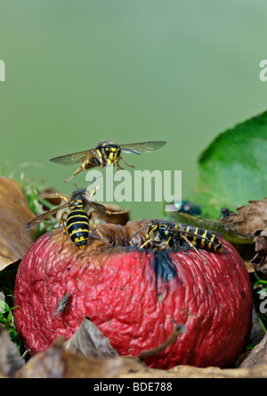 Mittlere Wespen Dolichovespula Media und gemeinsame Wespen Vespula Vulgaris Fütterung auf gefallenen Apfel Stockfoto