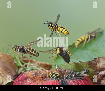 Mittlere Wespen Dolichovespula Media und gemeinsame Wespen Vespula Vulgaris Fütterung auf gefallenen Apfel Stockfoto