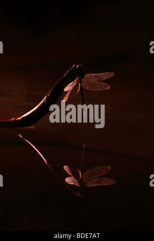 Kaiser Libelle Anax Imperator im Morgenlicht Stockfoto