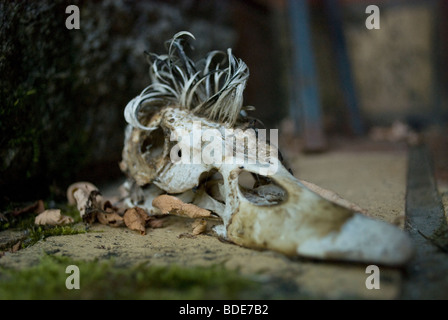 Der Schädel einer männlichen Barbarie-Ente mit dem gefiederten Kamm, Frankreich. Stockfoto
