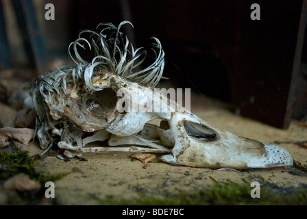 Der Schädel einer männlichen Barbarie-Ente mit dem gefiederten Kamm, Frankreich. Stockfoto