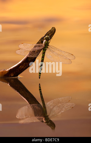 Kaiser Libelle Anax Imperator im Morgenlicht Stockfoto