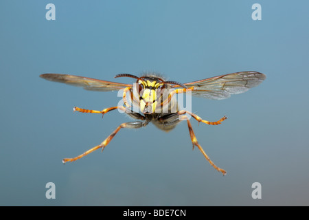 mittlere Wespe Dolichovespula Media im Flug Stockfoto