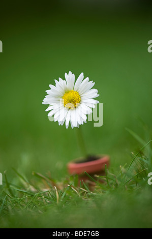 Daisy in einem Miniatur-Blumentopf auf einer Wiese Stockfoto