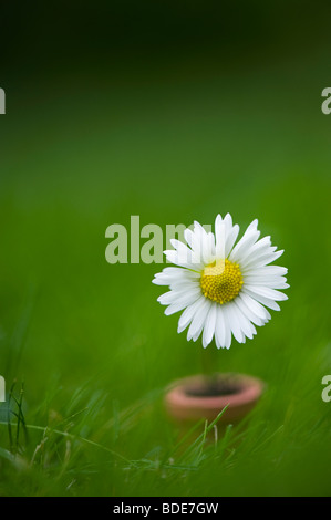 Daisy in einem Miniatur-Blumentopf auf einer Wiese Stockfoto