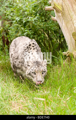 Snow Leopard in Gefangenschaft bei den Santago seltenen Leoparden Zucht-Zentrum in England. Stockfoto