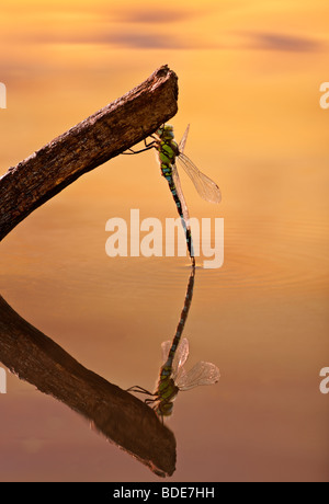 Kaiser Libelle Anax Imperator im Morgenlicht Stockfoto