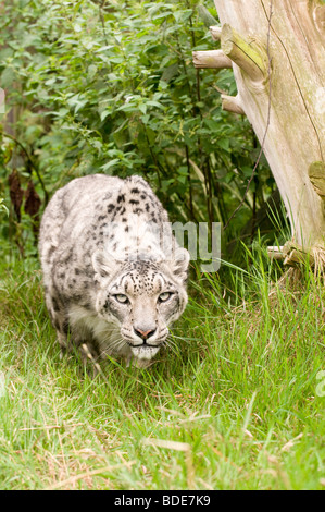 Snow Leopard in Gefangenschaft bei den Santago seltenen Leoparden Zucht-Zentrum in England. Stockfoto