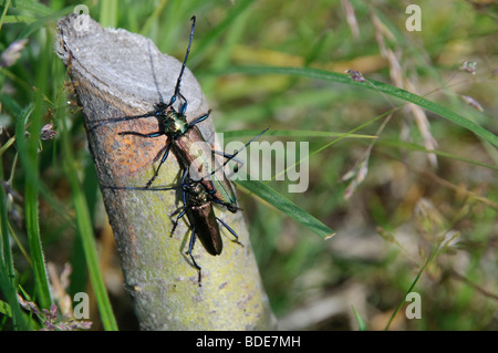 Ein paar Käfer Aromia Moschata Moschus Stockfoto